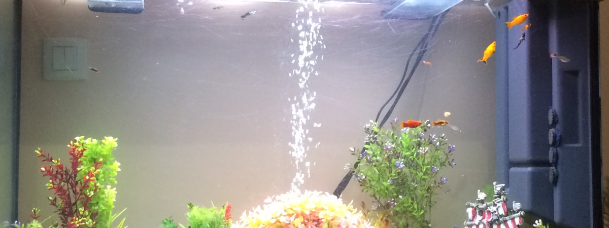 aquarium Guppy