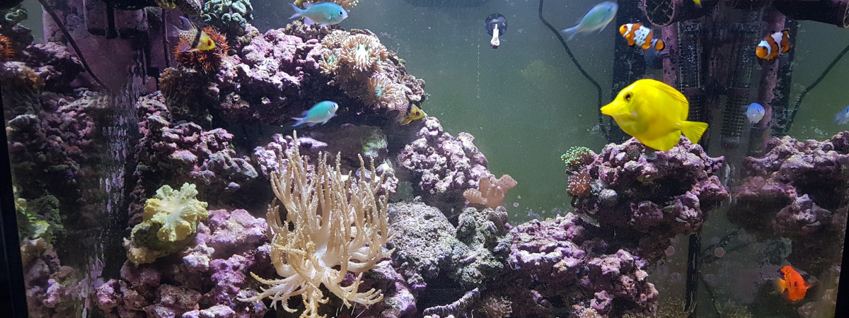 aquarium tazseawater