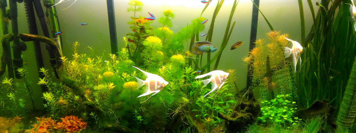 aquarium Amazonien  Osaka 260