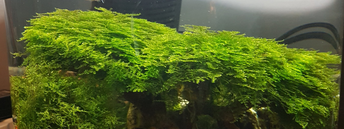 aquarium Tazeaudouce