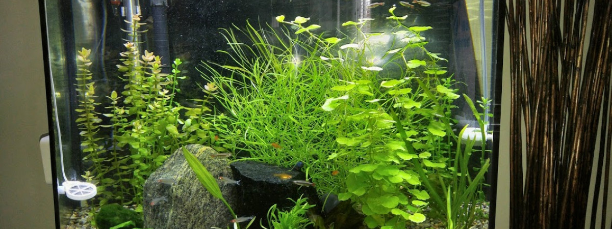 aquarium Aquarium planté 110 litres
