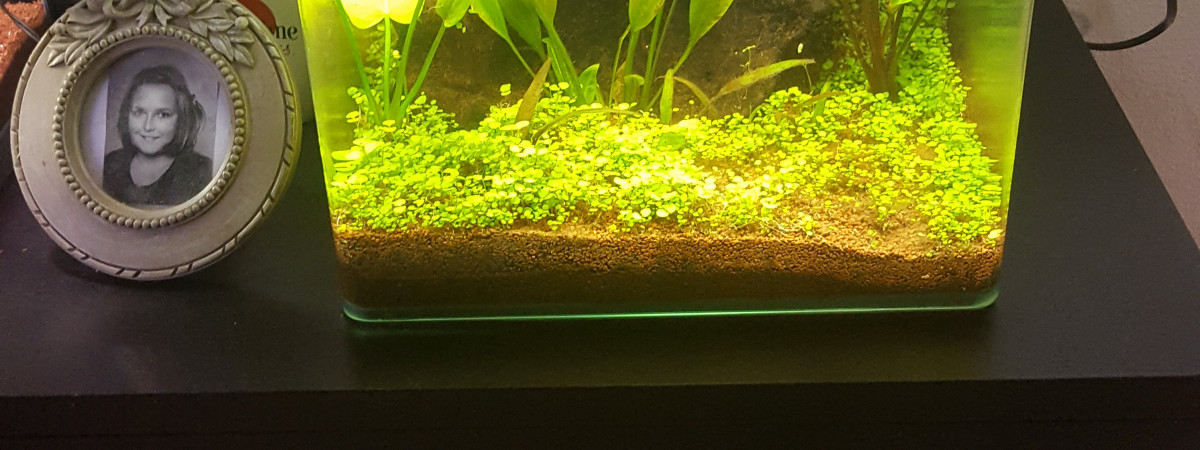 aquarium Nano 30L