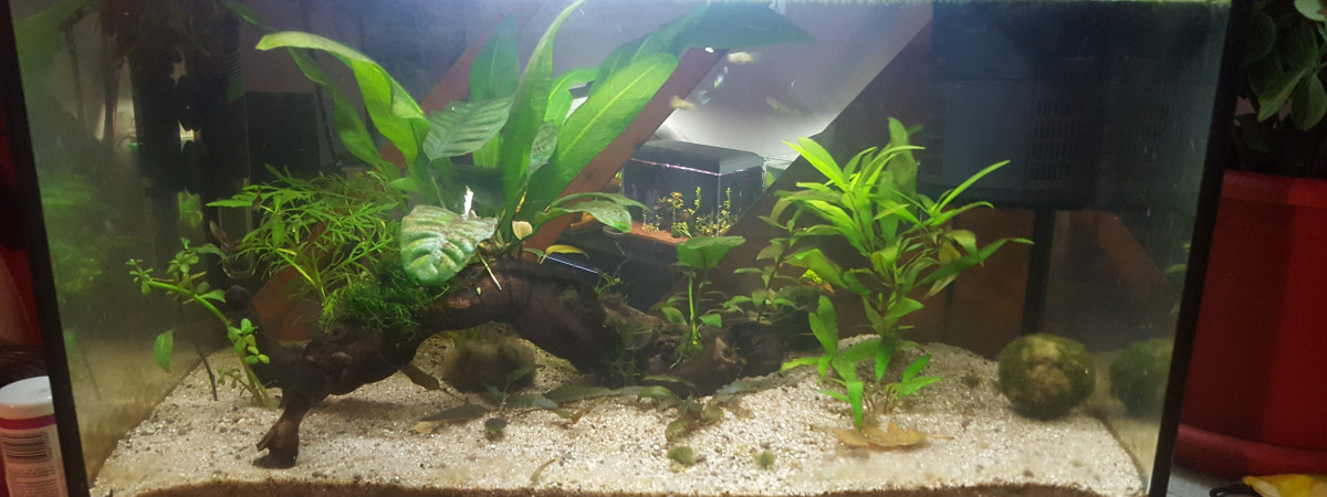 aquarium 60L communautaire