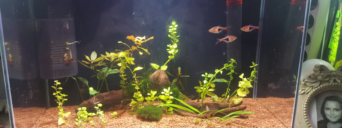 aquarium Nano 20L