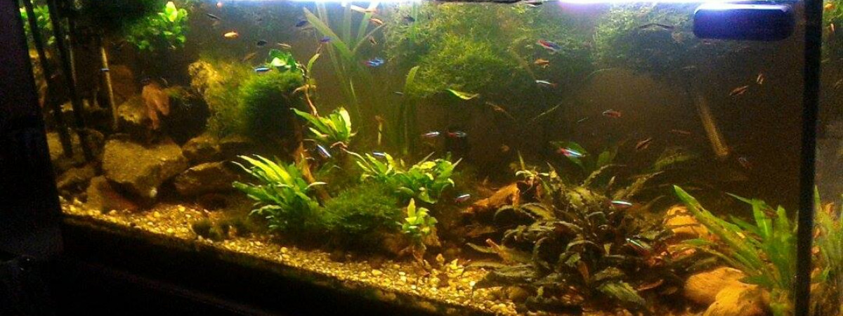 aquarium Eau douce 1