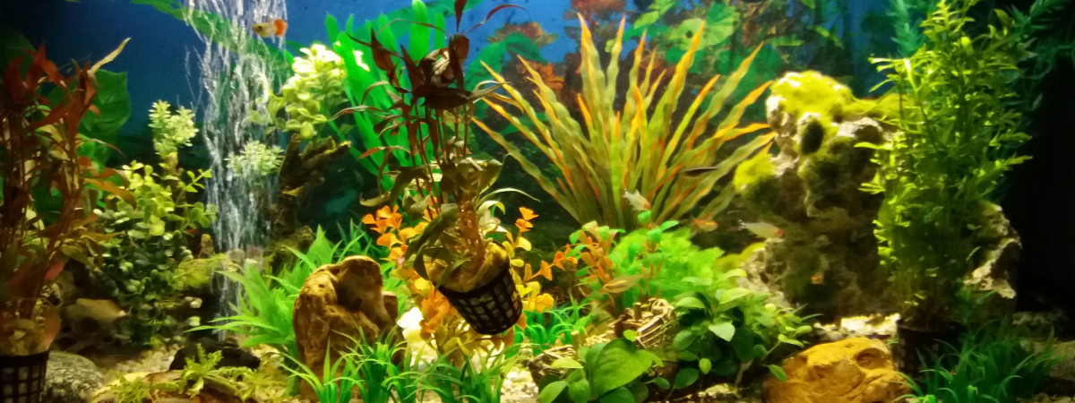 aquarium Ludovic