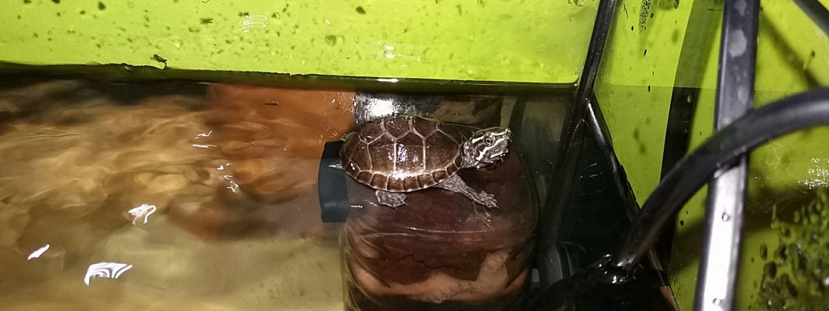 aquarium Odoratus