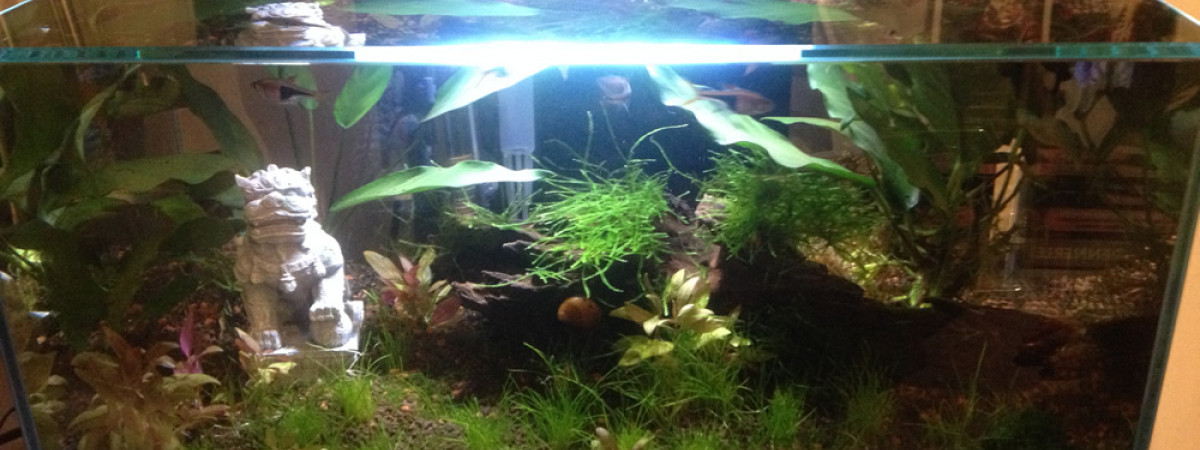 aquarium BettaBac