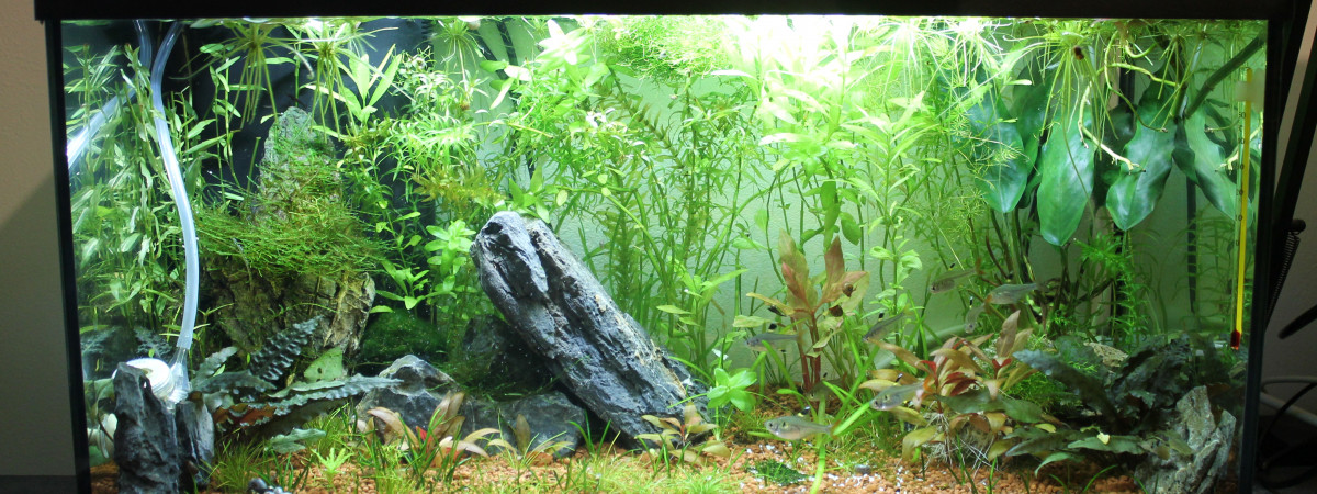 aquarium TikiBac - Aquatlantis 60L