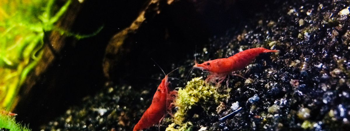 aquarium Nanoaquarium