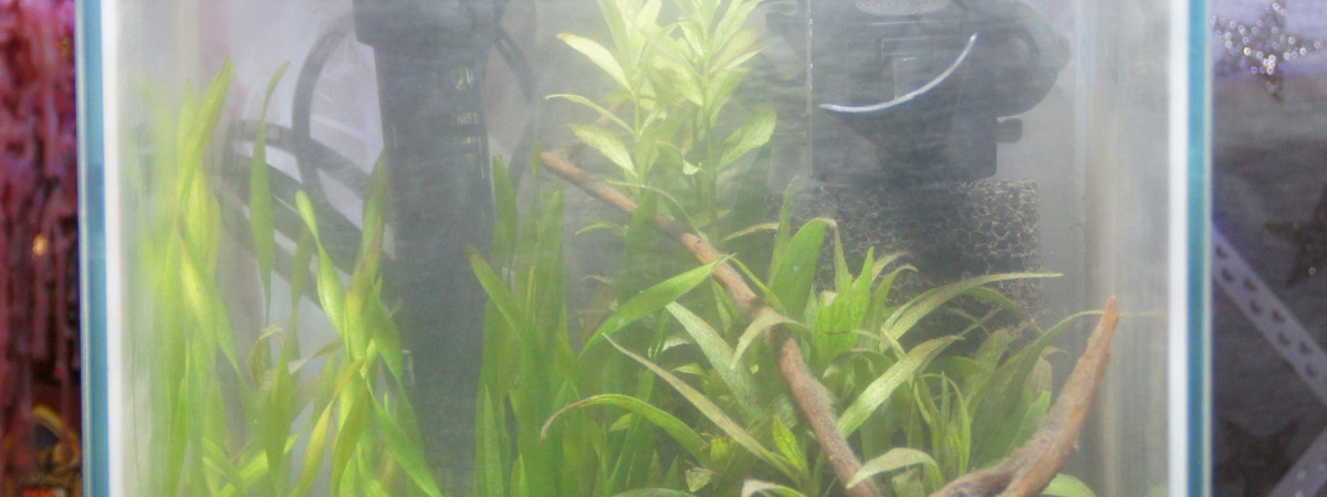 aquarium Aquarium Neocaridina Davidi ex. Heteropoda Blue Diamond