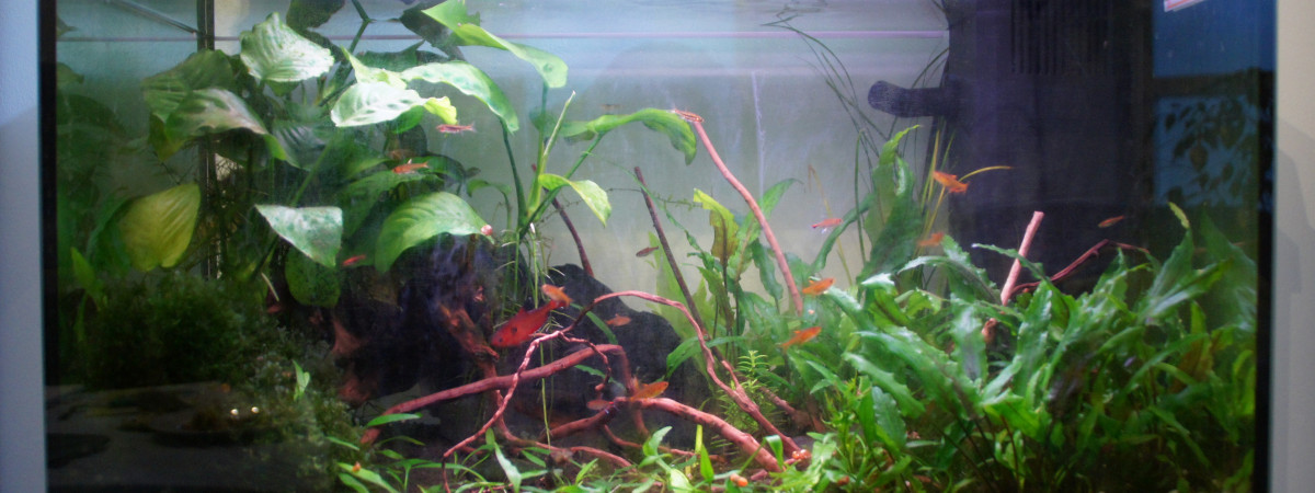 aquarium Aquarium de Base