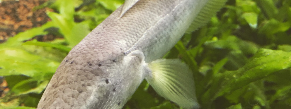 aquarium MonsterFish One