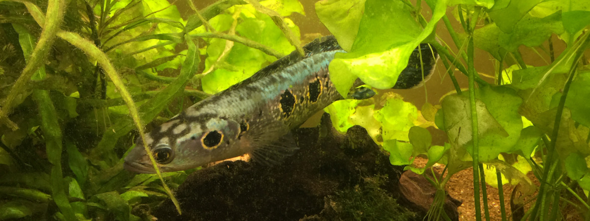 aquarium Monster Community 1