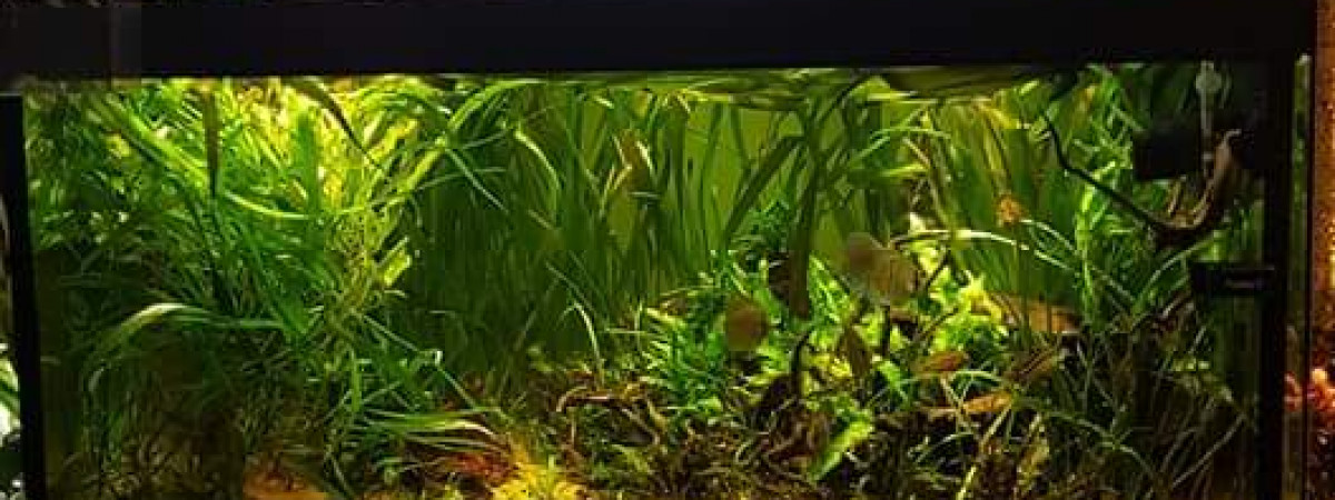 aquarium Aquarium amazonien