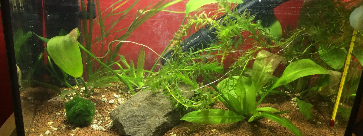 aquarium Nano Bac 18l
