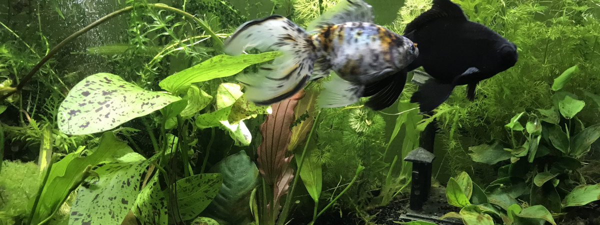 aquarium 80L