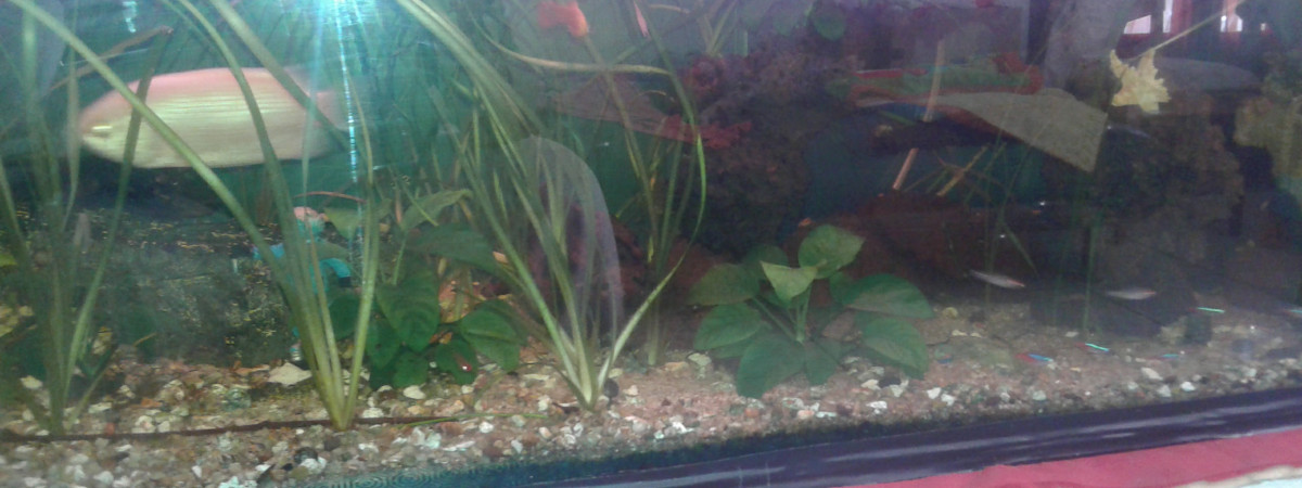 aquarium Alain