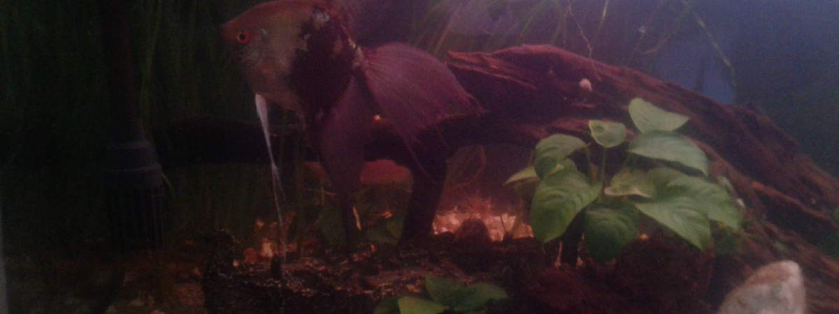 aquarium Forêt