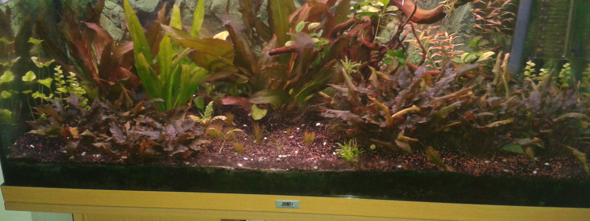aquarium BAC AMAZONIEN