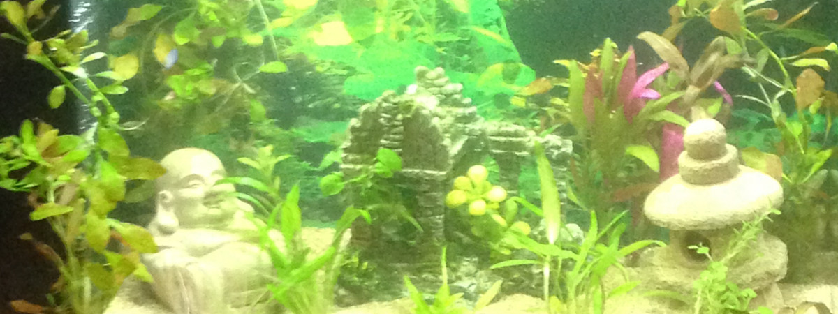 aquarium Aquarium de quarantaine