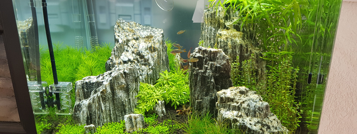 aquarium aquascape