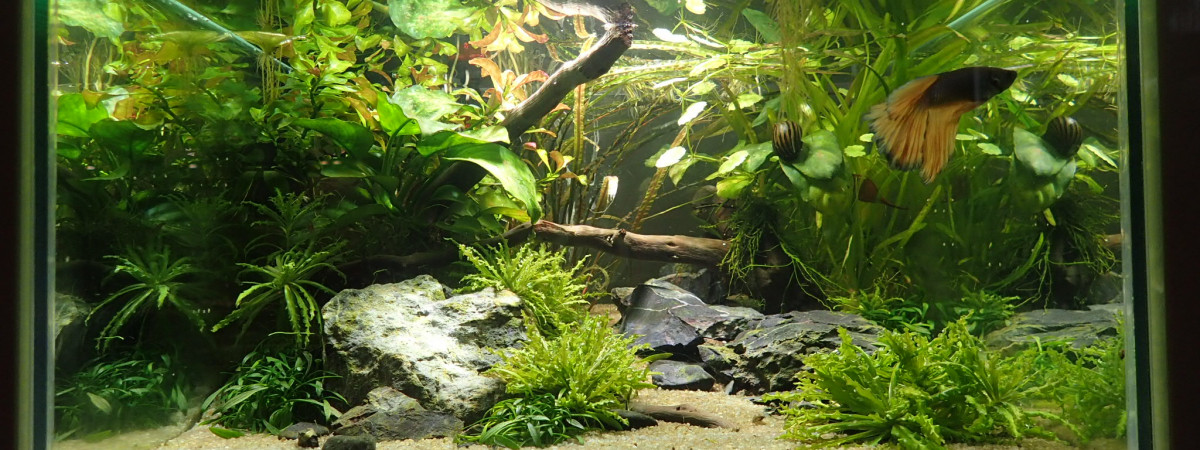 aquarium Betta 20 litres