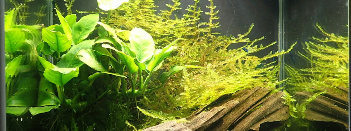 aquarium Crevettes 10 litres