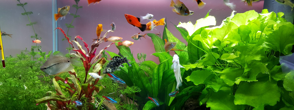 aquarium 120 litres