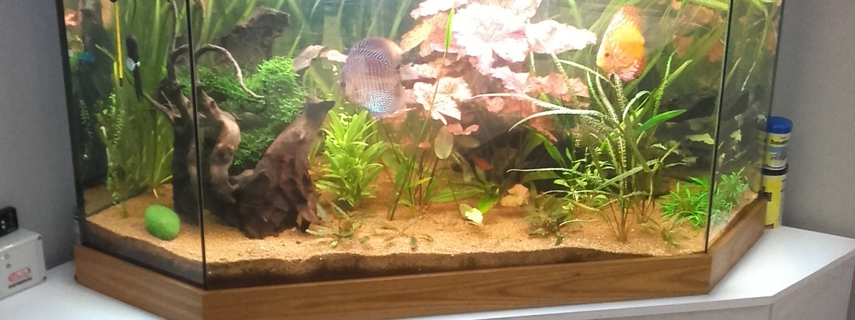 aquarium Bac à discus