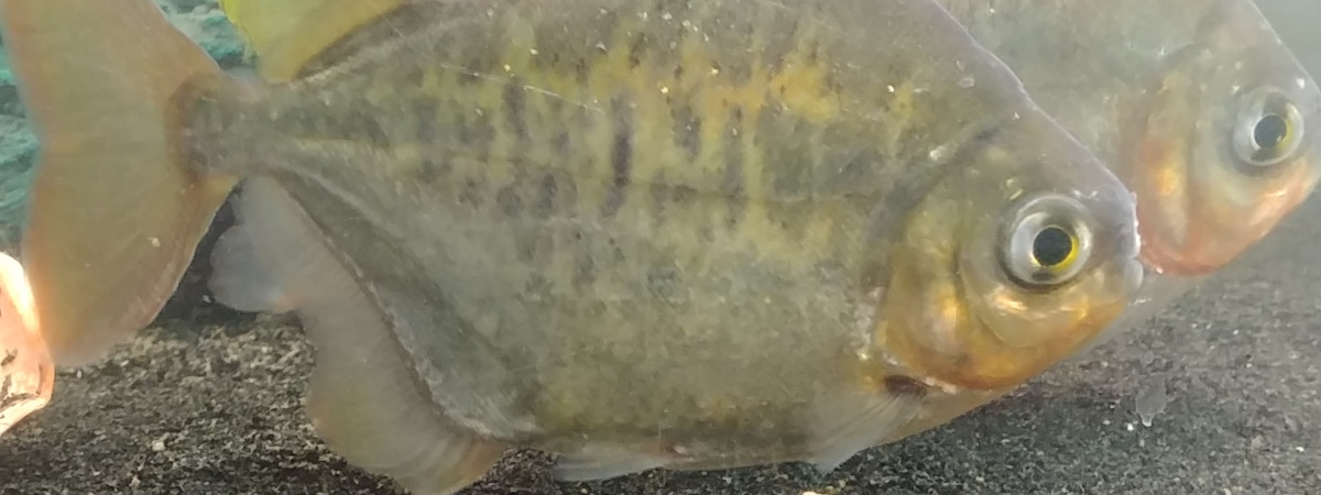 aquarium Metynnis lippincottianus