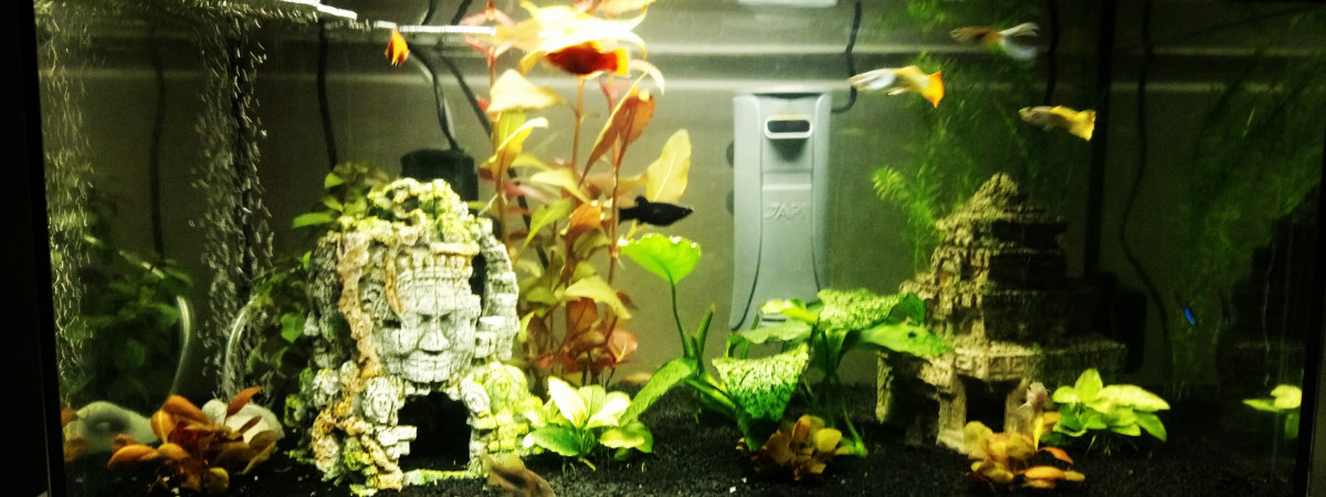 aquarium Guppy molly