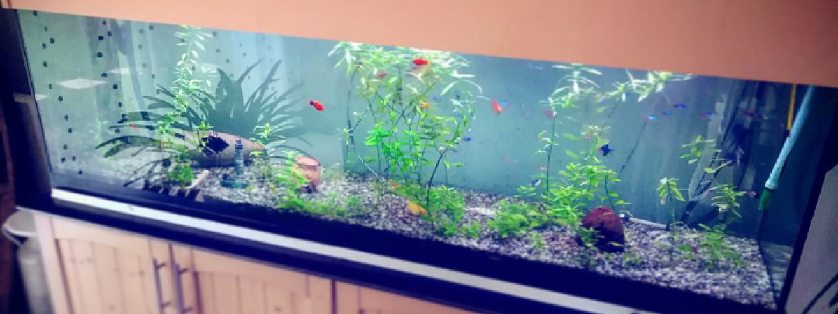 aquarium 600L