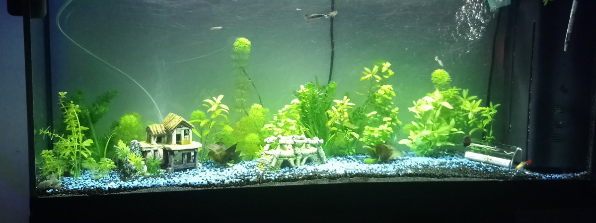 aquarium 130L