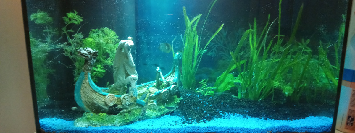 aquarium 60L
