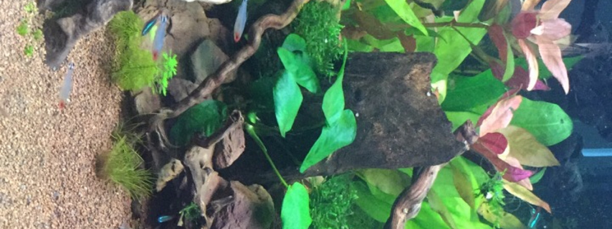 aquarium Trigon190