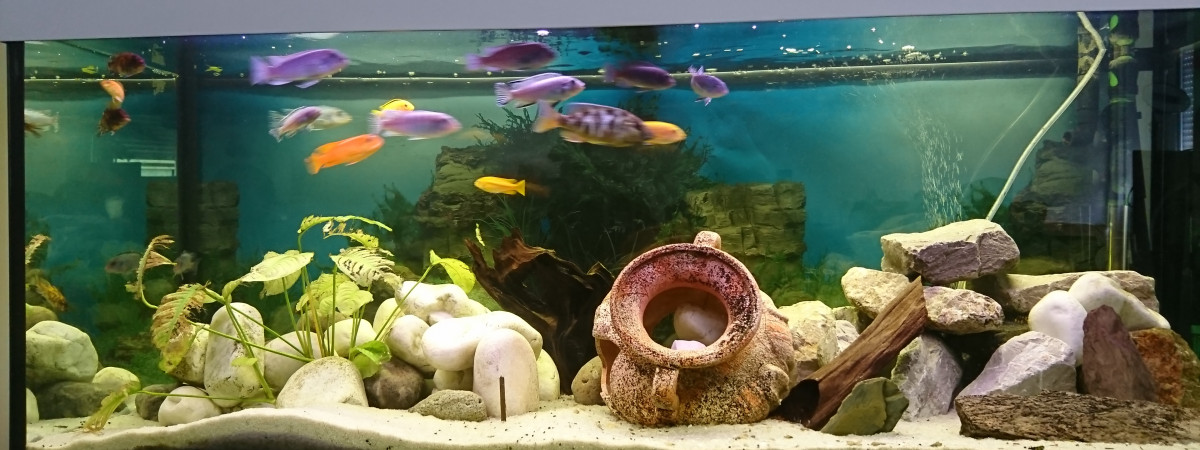 aquarium Berthelot