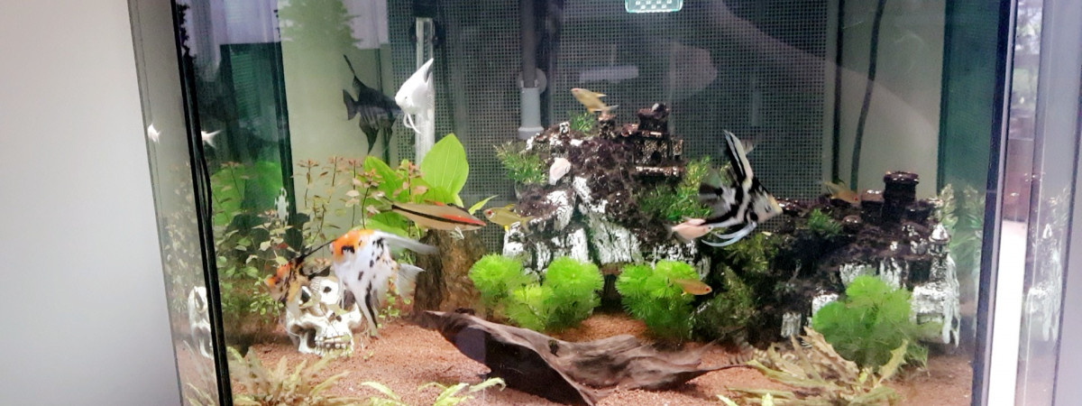 aquarium Aquarium