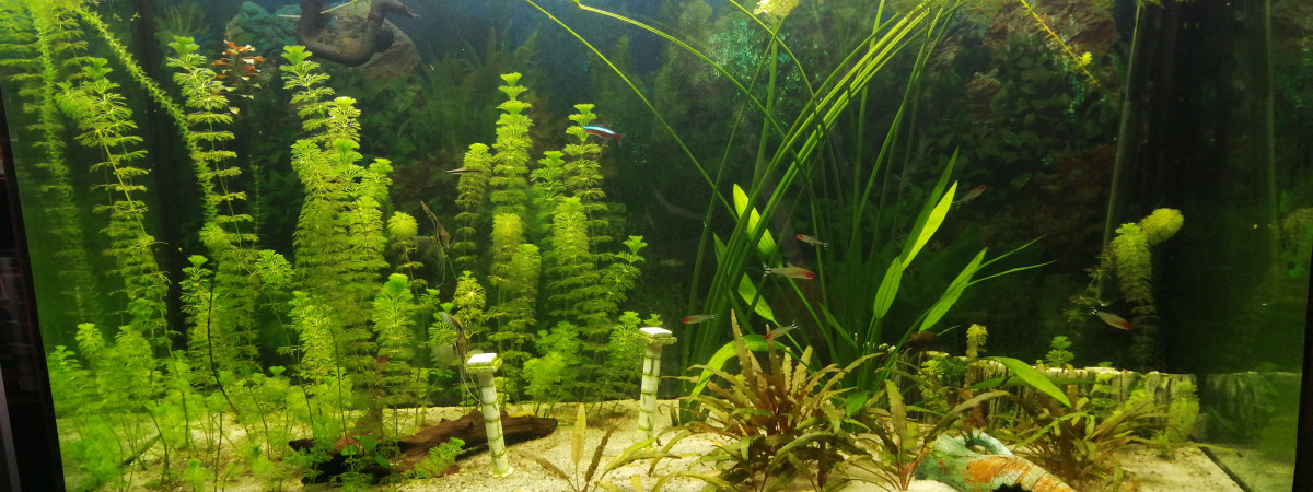 aquarium Osaka 320