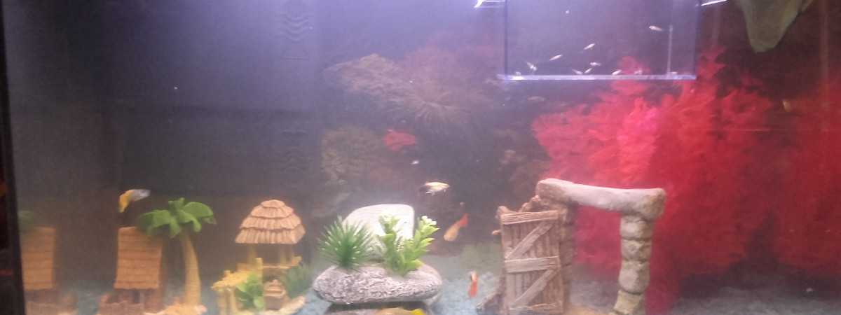 aquarium Lagune