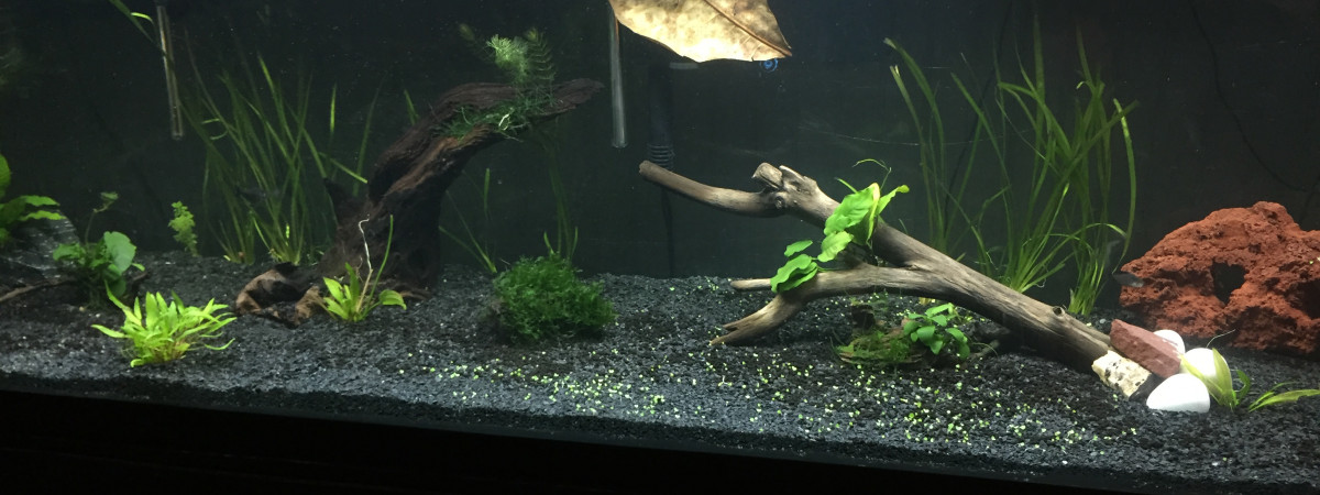 aquarium 125 gallons