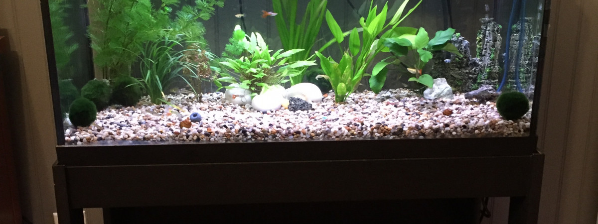 aquarium 25 gallons