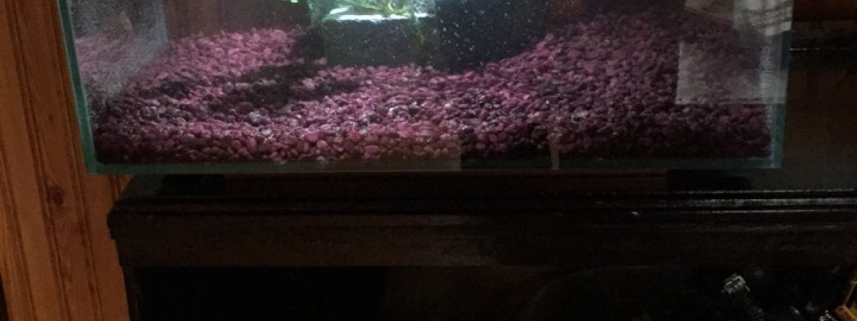 aquarium 6 gallons