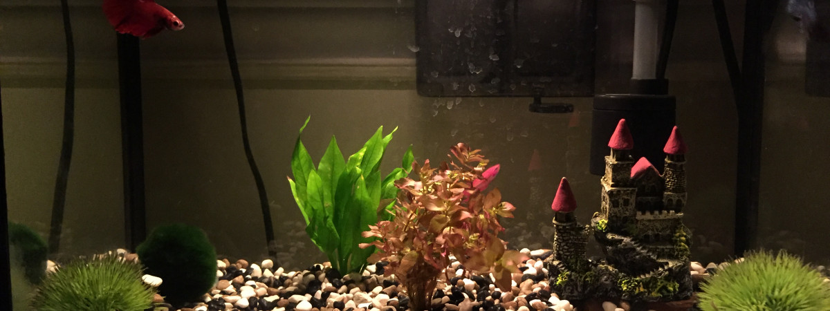 aquarium 5 gallons