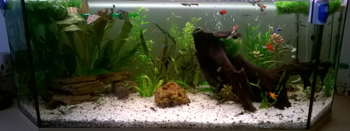 aquarium paradyse