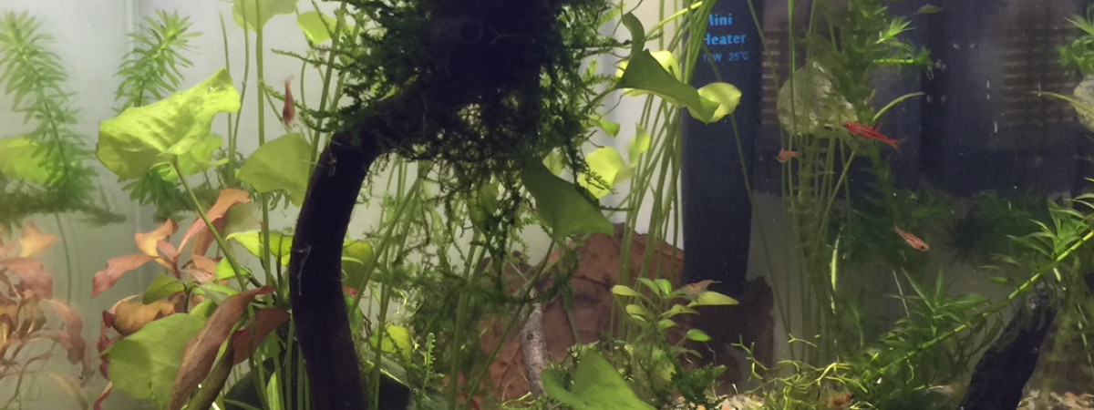 aquarium Nano cube