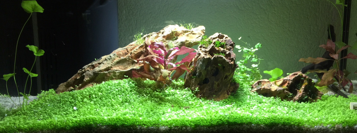 aquarium 54 litres en rodage