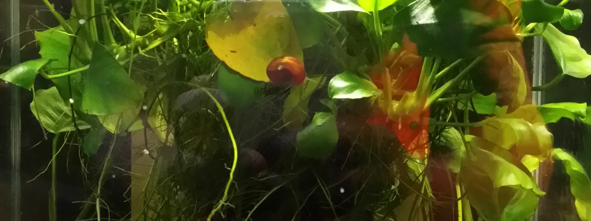 aquarium yohann81 killies