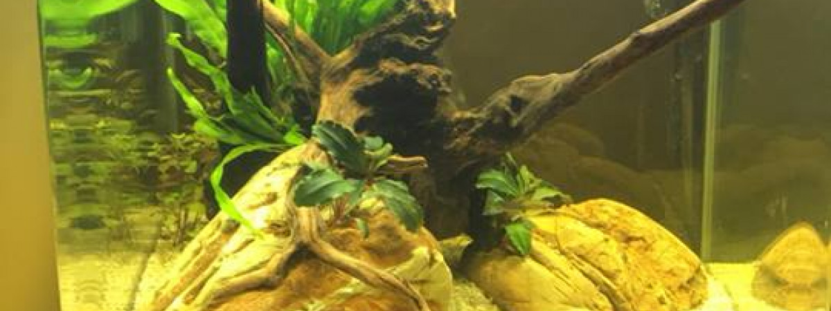 aquarium 40 l salon