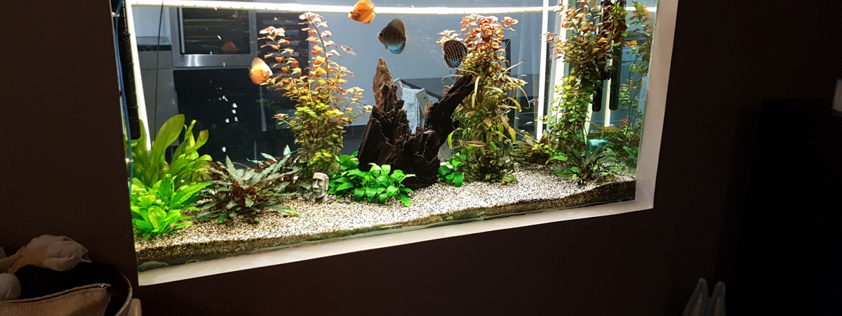 aquarium Discus et autre cichlidés